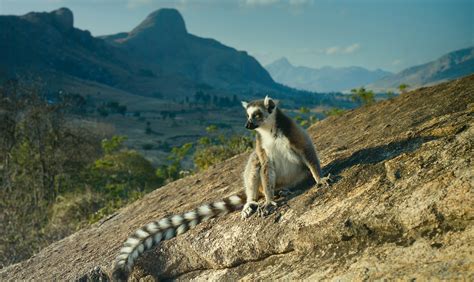 A lemur witnesses a magic illusion